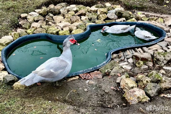 Мускусные утята тяжелой линии