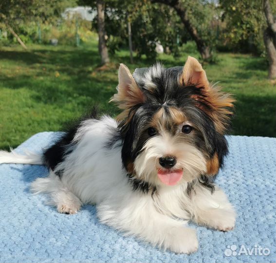 Бивер девочка стандарт