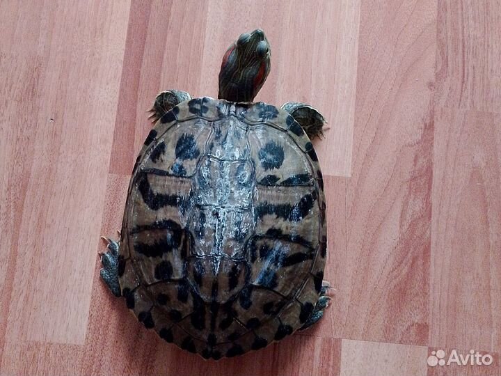 Красноухая черепаха