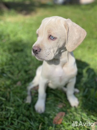 Щенки кане корсо