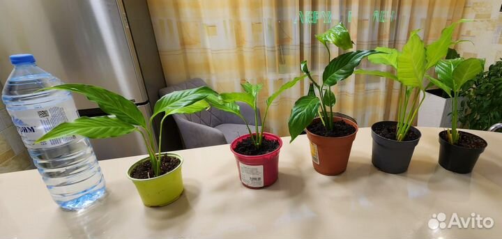 Женское счастье - Спатифиллум (разные размеры)