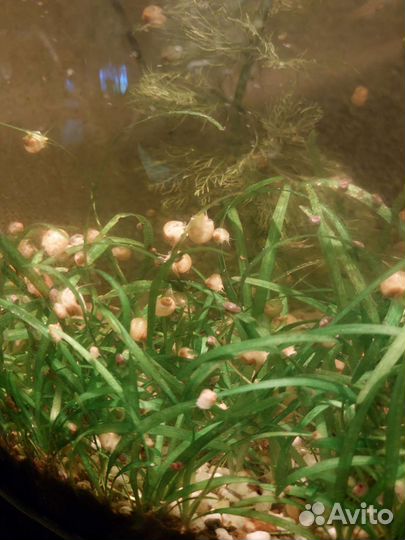 Улитки аквариумные Ампулярии