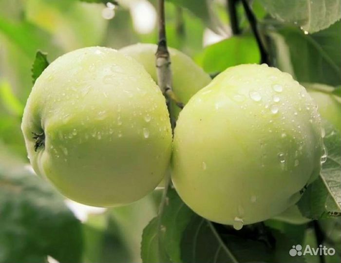 Яблоня / Антоновка