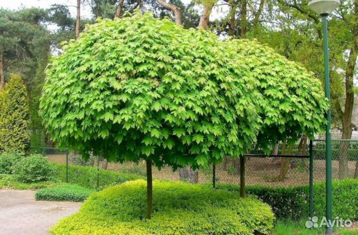 Клен Глобозум