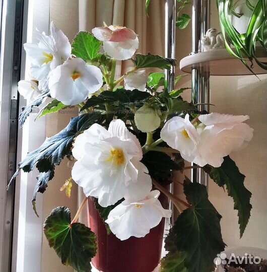 Бегония белая корневая