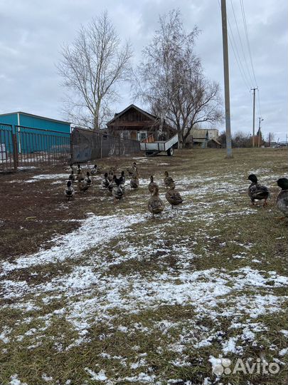 Подсадные утки