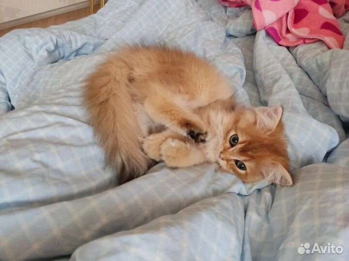 Котенок британская золотая шиншилла