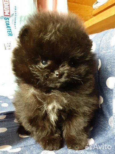 Померанский шпиц мальчик черный мишка