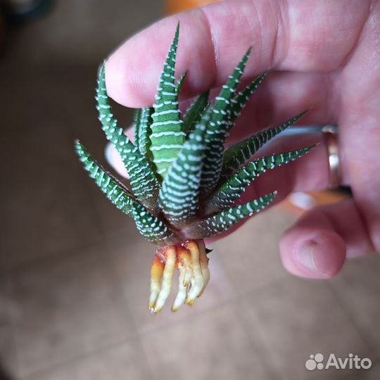 Суккуленты