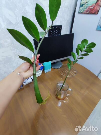 Замиокулькас