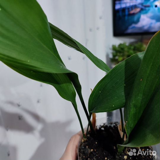 Аспидистра Милки Вэй