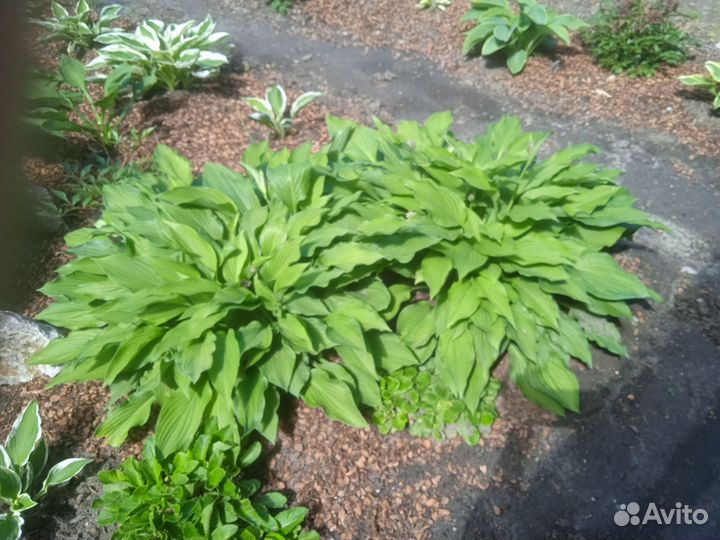 Саженцы хосты