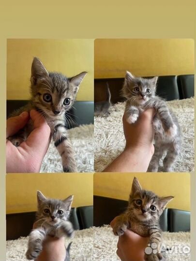 Кошка в дар бесплатно