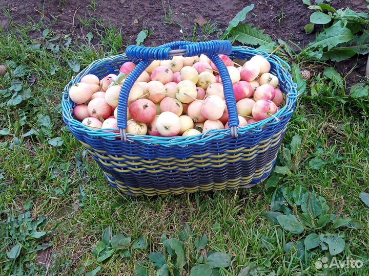 Яблоки домашние с дерева