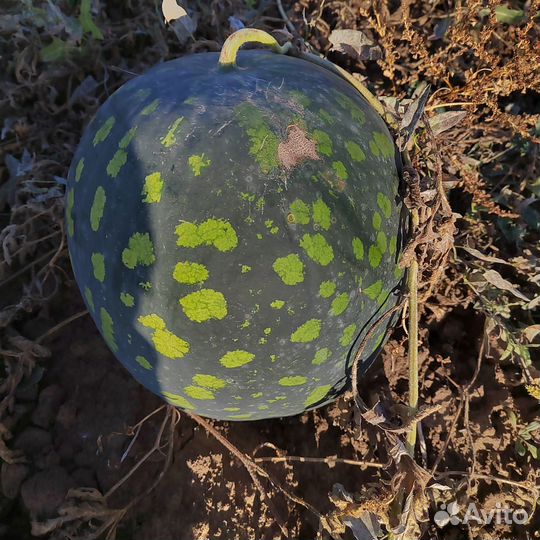 Арбуз икар,русская березка и тыква гитара