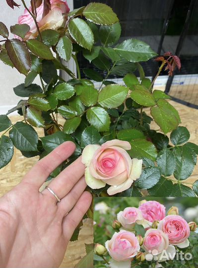 Роза плетистая Пьер Де Ронсар