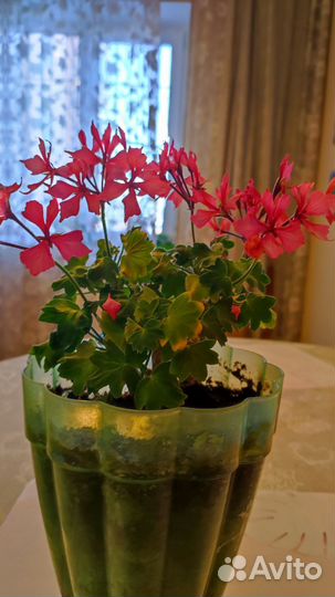 Пеларгония