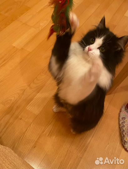 Молодая кошечка жила под машиной в морозы