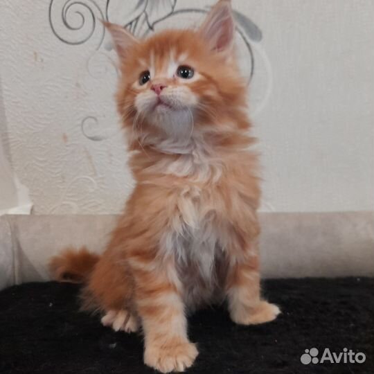 Кошки мейкун