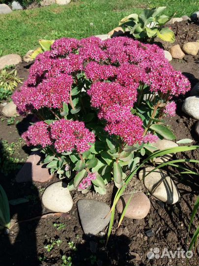 Очиток (многолетник)