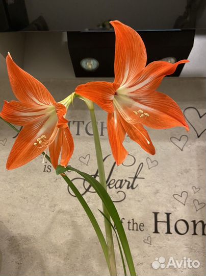 Комнатные цветы, разные