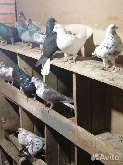 Продажа николаевских голубей
