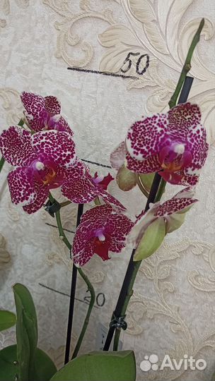 Орхидея фаленопсис Sesam