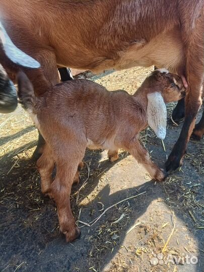 Англо-нубийская коза