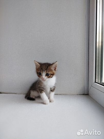 Котята
