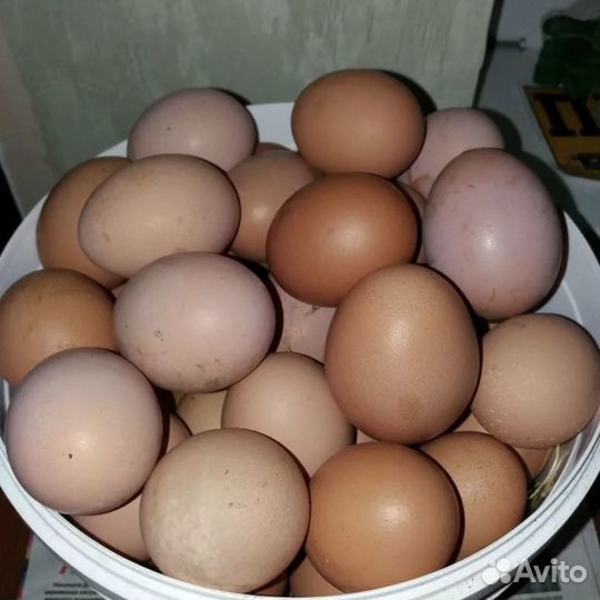 Домашние куриные яйца