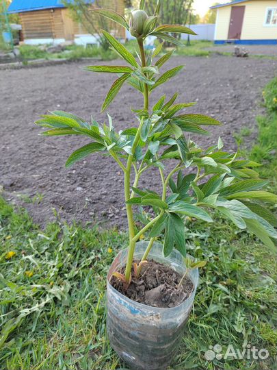 Саженец пиона