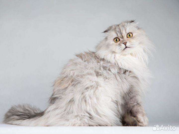 Прекрасная Айси - длинношерстная шотландская кошка