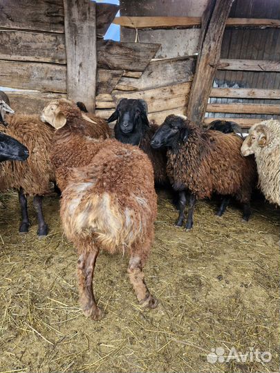 Курдючные барашки