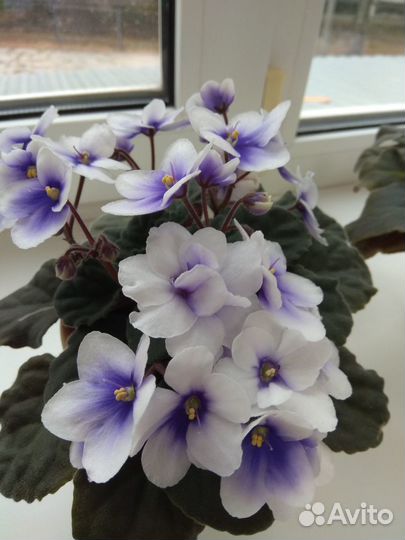 Продам фиалки