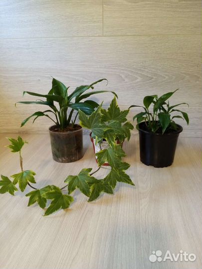 Комнатные цветы. Спацифилум, хедера