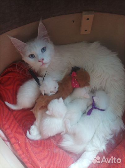 Котята мейн-кун