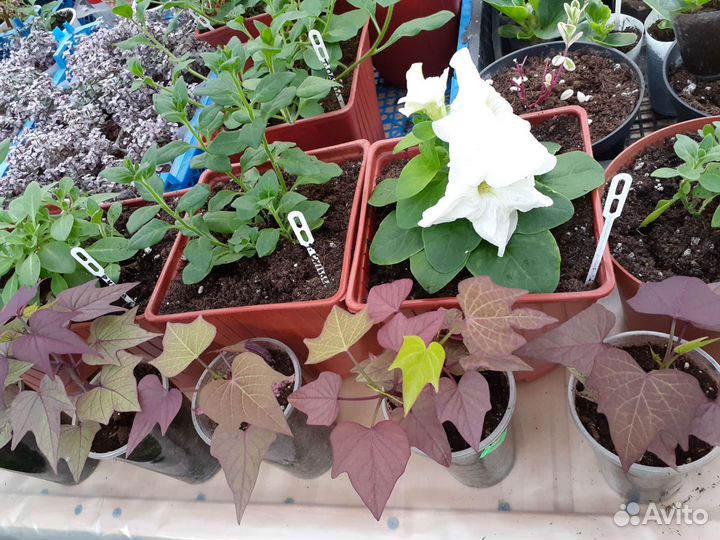 Ипомея батат