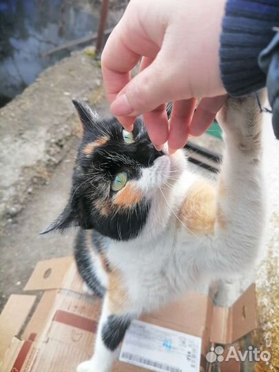 Кошка Маска ищет дом