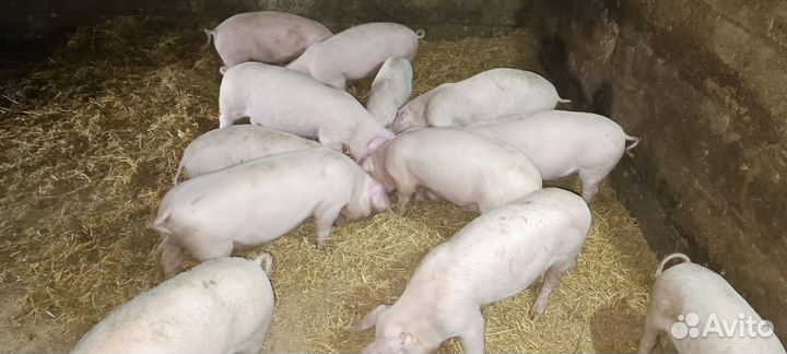 Поросята ландрас