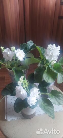 Сортовые фиалки