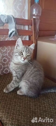 Британские котенок