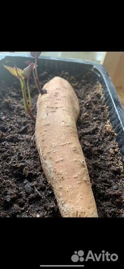 Черенок батата