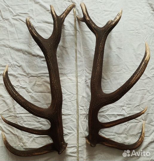 Рога оленя натуральные