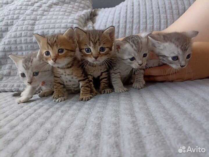 Шотландская кошка