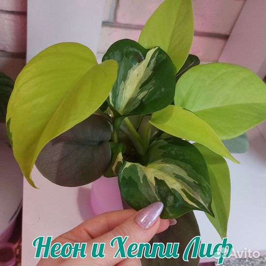 Эпипремнум Неон и Хеппи Лиф