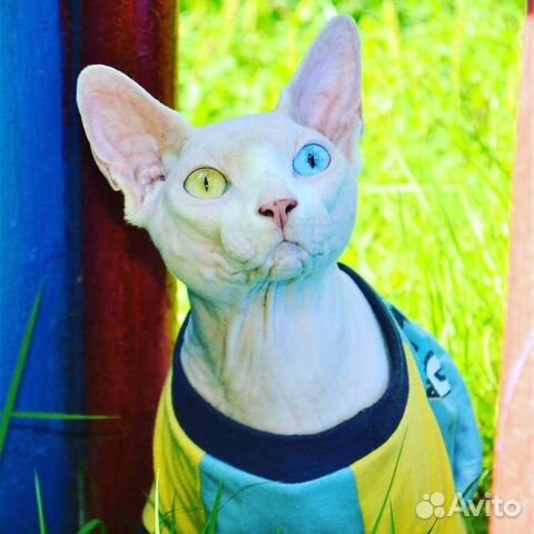 Канадский сфинкс Вязка