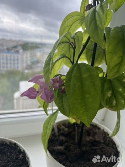 Клеродентрум