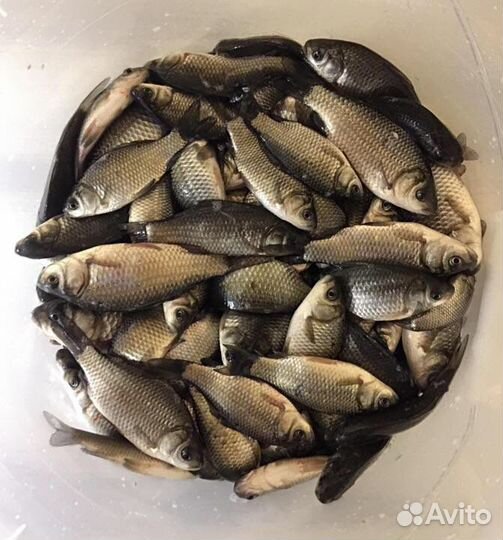 Живец карась