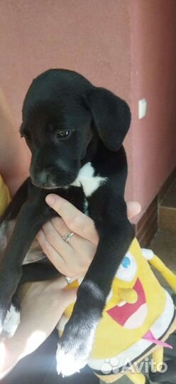 Собаки бесплатно