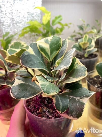 Фикус триангулярис вайт марджин